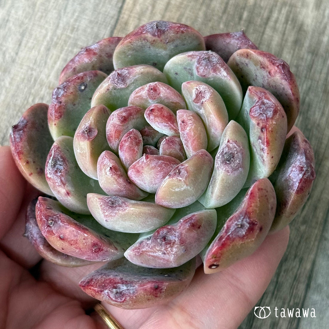 ロトゥンダ（チャンヒー農園苗）