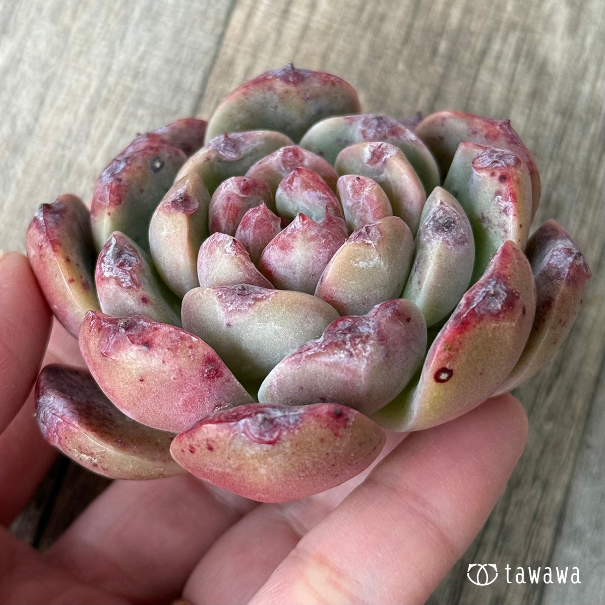 ＊新入荷＊　ロトゥンダ（チャンヒー農園苗）