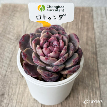 ＊新入荷＊　ロトゥンダ（チャンヒー農園苗）