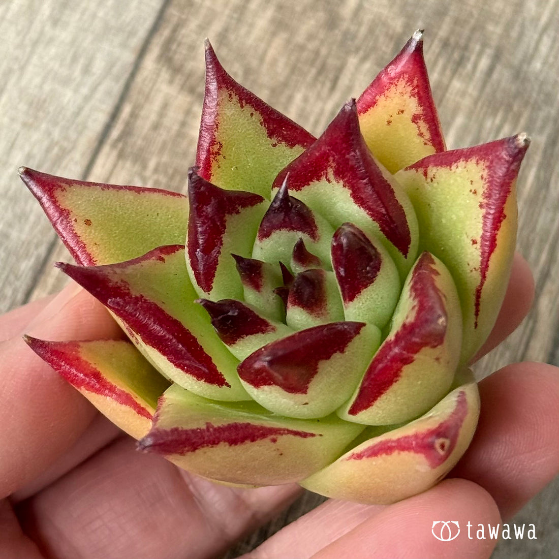 ＊新入荷＊　アガボイデス×アガボイデス エボニーsp（チャンヒー農園苗）