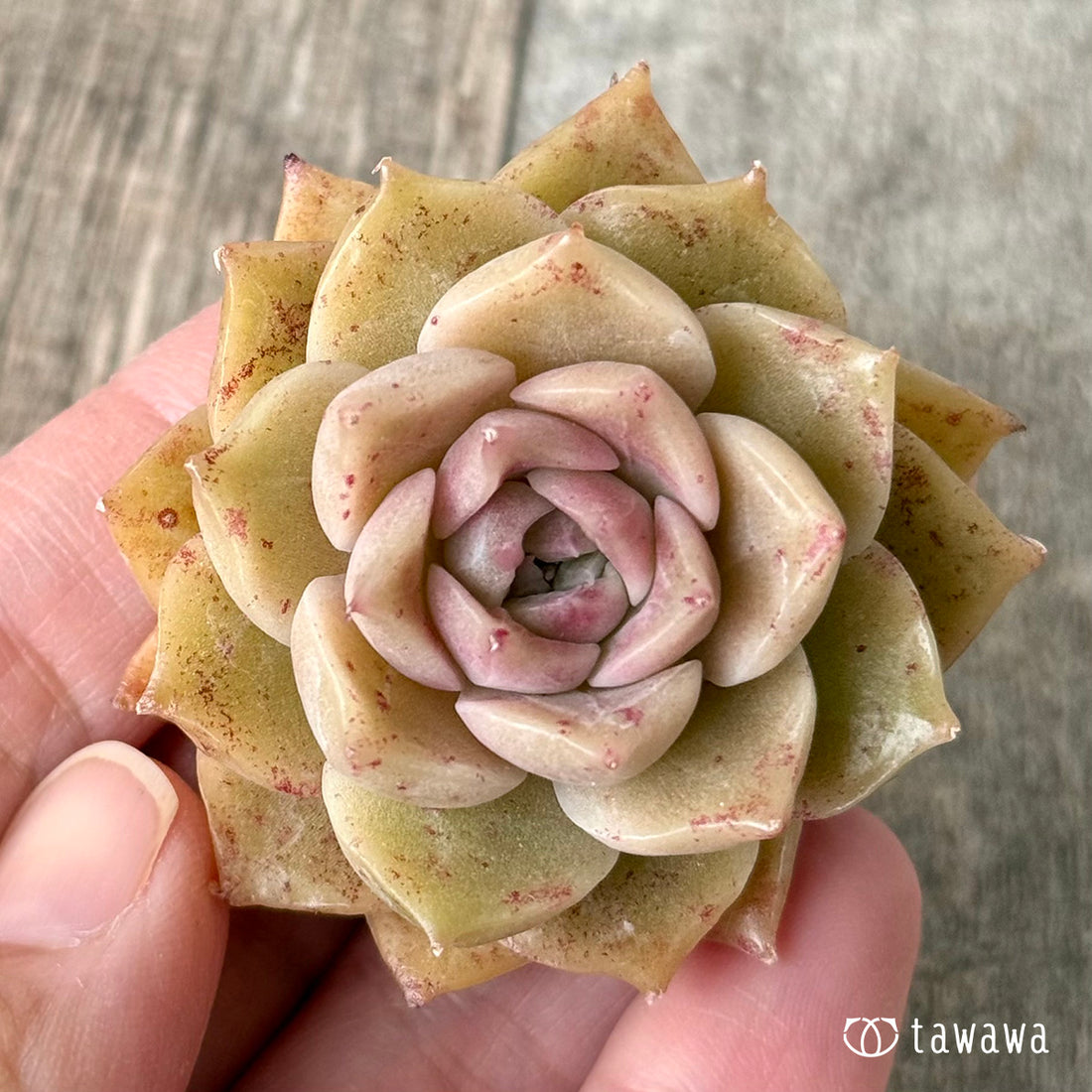 Mohalin (Chanhui Farm seedling)