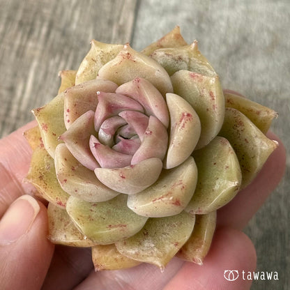 モハリン（チャンヒー農園苗）