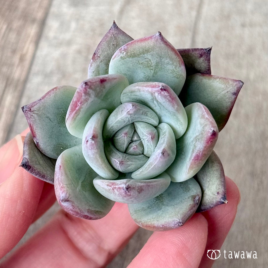 ＊新入荷＊　ブラックサバス（エアーマジック農園苗）