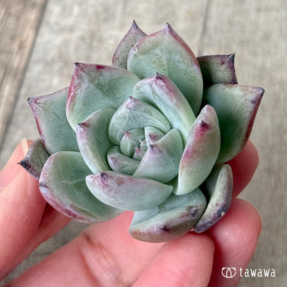 New Arrivals: Ice Green