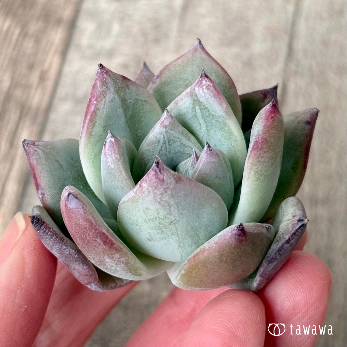 New Arrivals: Ice Green