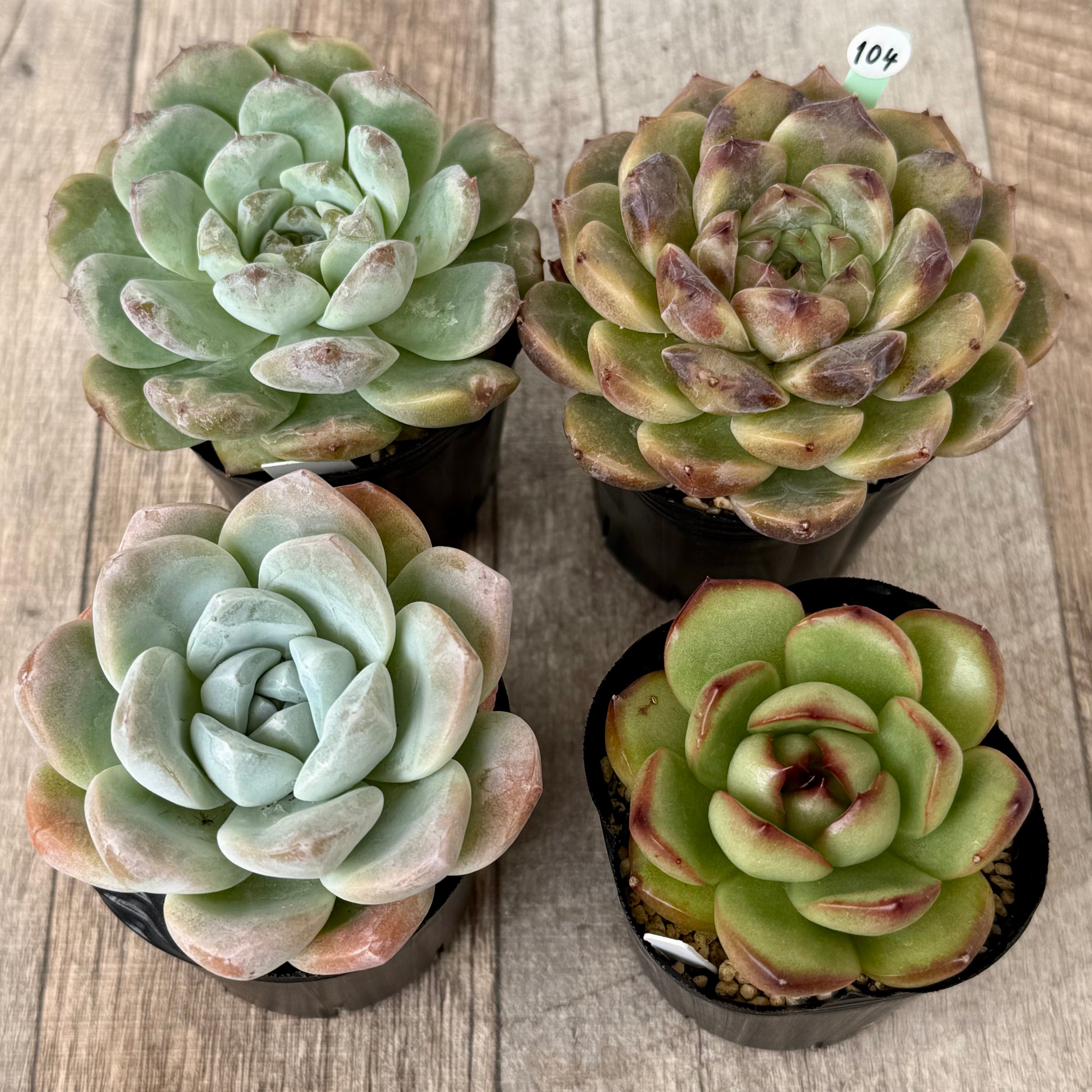 《 104 》4苗セット【tawawaハウス苗】