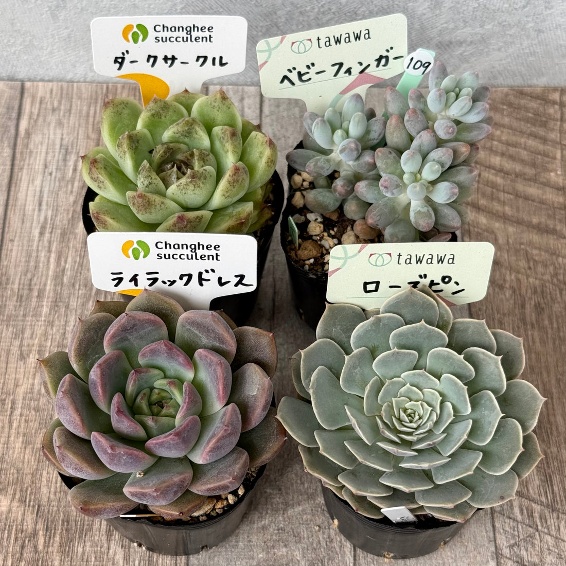 《 109 》4苗セット【tawawaハウス苗】