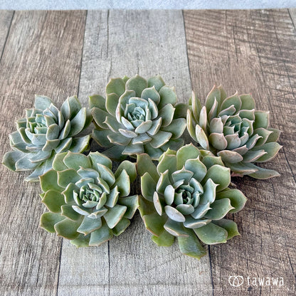 ＊新入荷＊　オレンジキャラメル（チャンヒー農園苗）