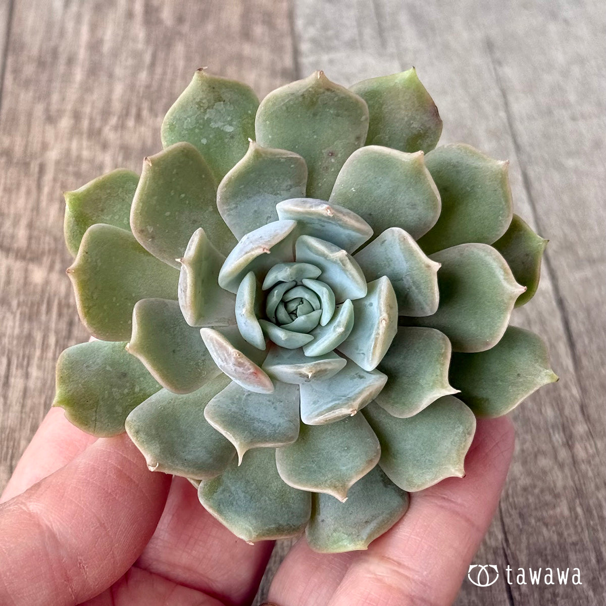 ロトゥンダ(チャンヒー農園)◎多肉植物 カット苗 韓国苗 エケベリア等 ロトゥンダ(チャンヒー農園)◎多肉植物 カット苗 韓国苗 エケベリア等