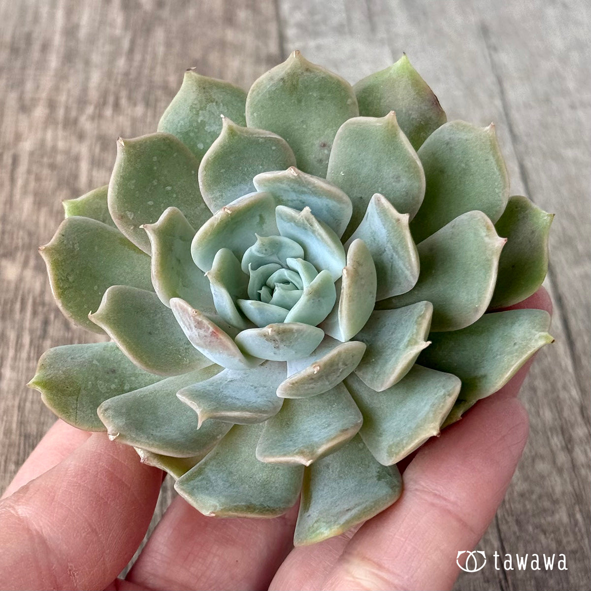 4.【チャンヒー農園】カット苗＆土付き苗（販売中） – 多肉植物の通販