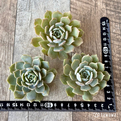 ＊新入荷＊　オレンジキャラメル（チャンヒー農園苗）