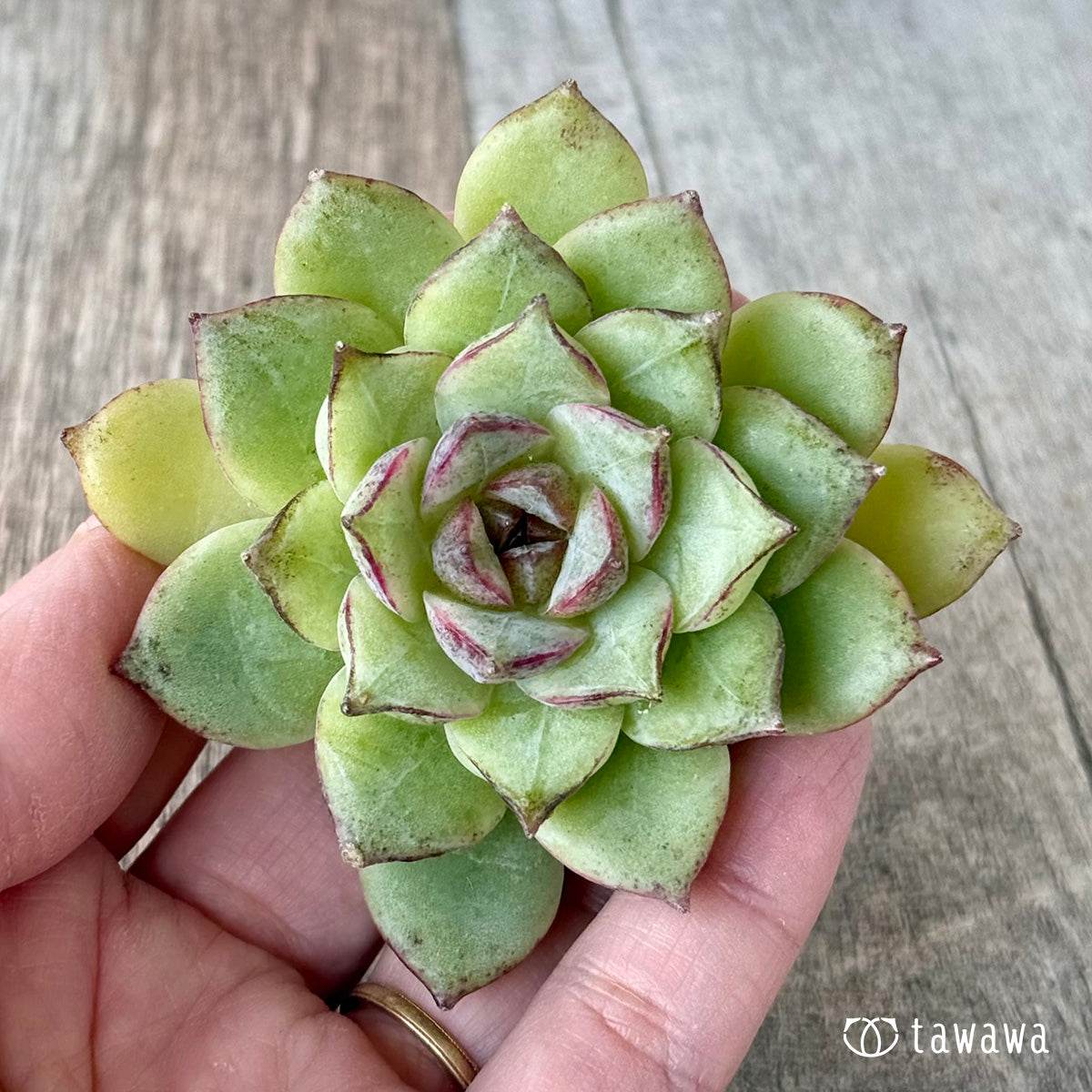 4.【チャンヒー農園】カット苗＆土付き苗（販売中） – 多肉植物の通販