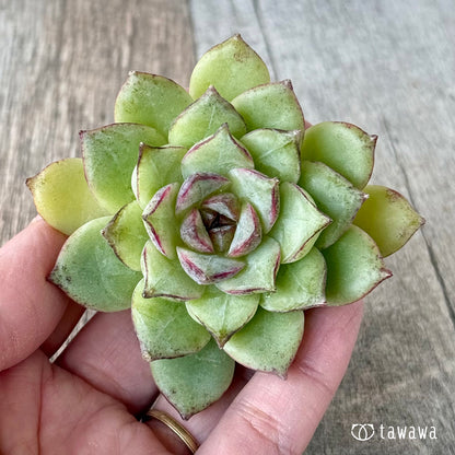 ＊新入荷＊　キャプテンローズ（チャンヒー農園苗）