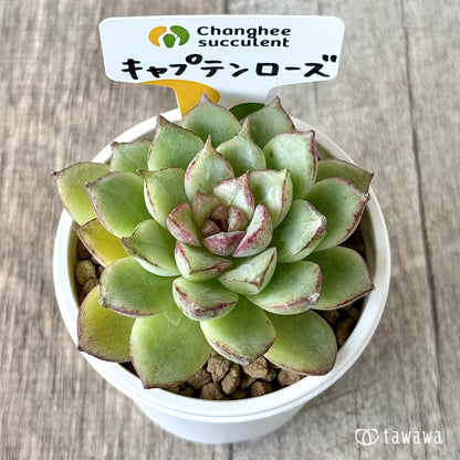 ＊新入荷＊　キャプテンローズ（チャンヒー農園苗）