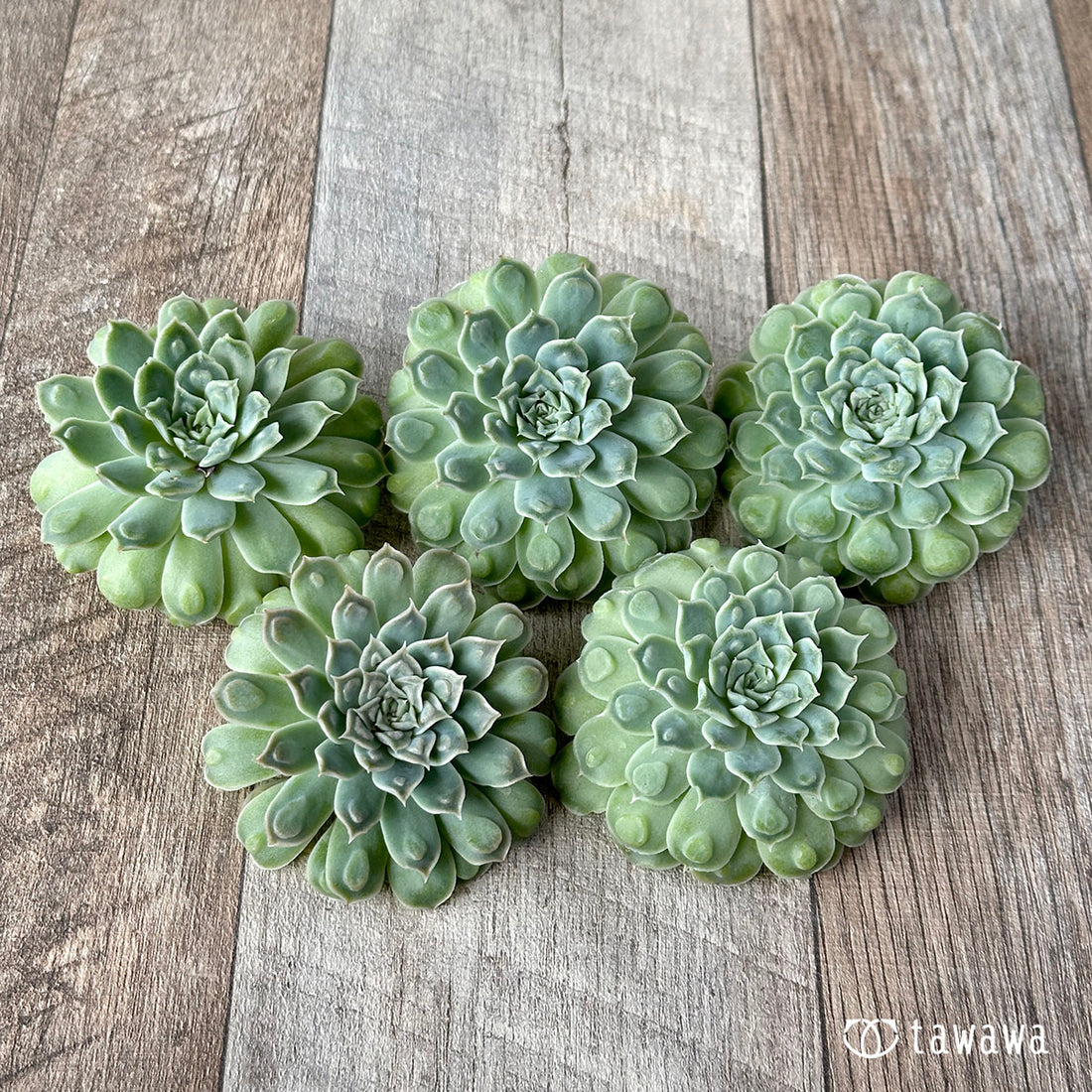 New Arrival* Cubic Frost