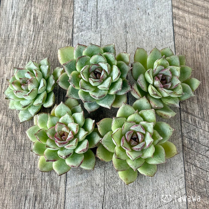 ＊新入荷＊　キャプテンローズ（チャンヒー農園苗）