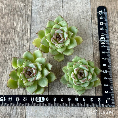 ＊新入荷＊　キャプテンローズ（チャンヒー農園苗）