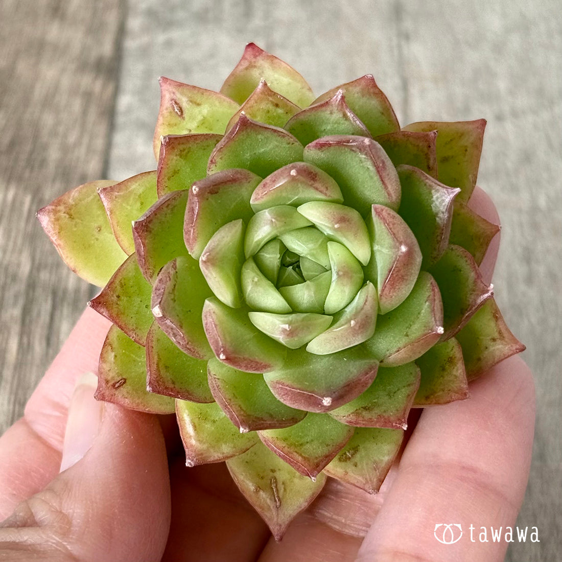 New Arrivals: Ice Green