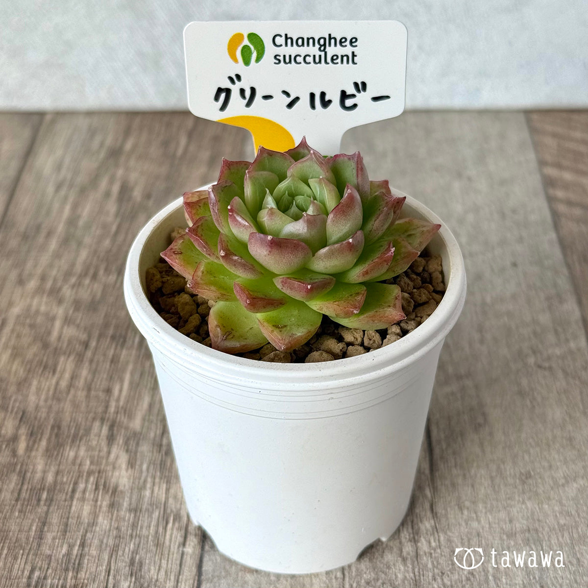 ＊新入荷＊　グリーンルビー（チャンヒー農園苗）