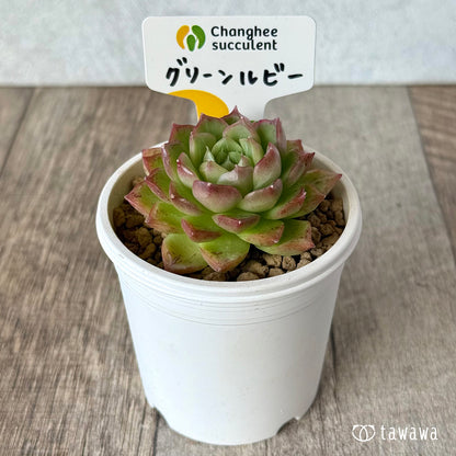 ＊新入荷＊　グリーンルビー（チャンヒー農園苗）