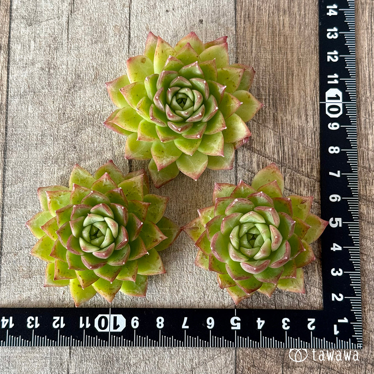 ＊新入荷＊　グリーンルビー（チャンヒー農園苗）