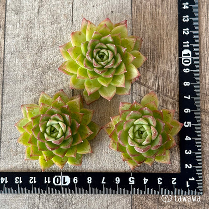 ＊新入荷＊　グリーンルビー（チャンヒー農園苗）