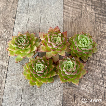 ＊新入荷＊　グリーンルビー（チャンヒー農園苗）