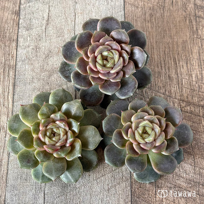 クレープ①（チャンヒー農園苗）