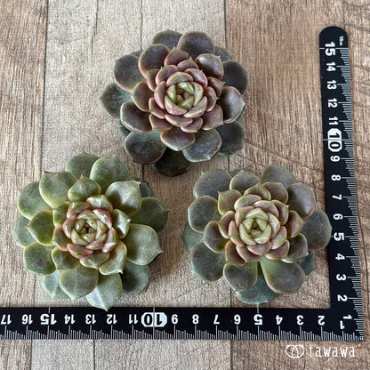 クレープ①（チャンヒー農園苗）