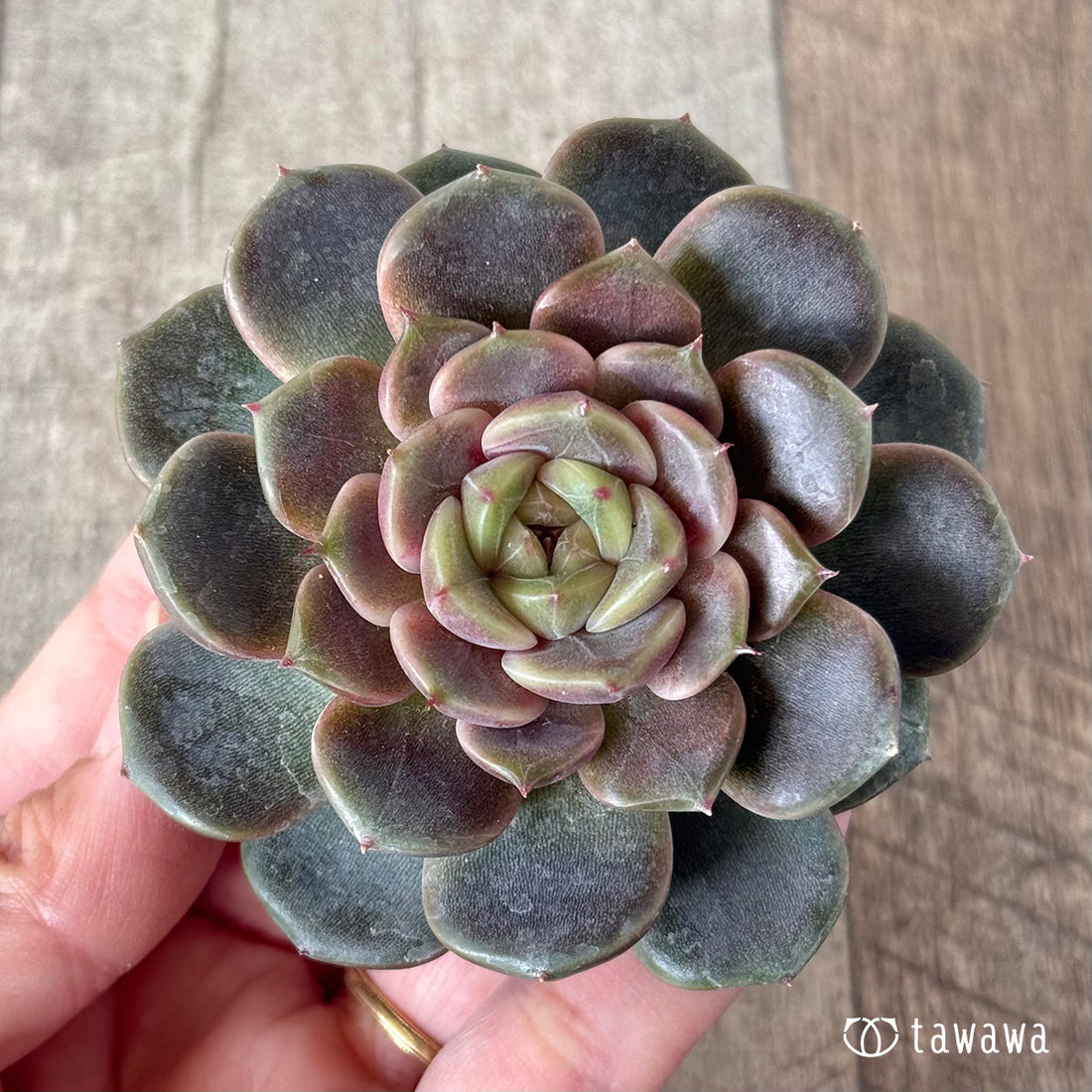 New Arrivals: Ice Green