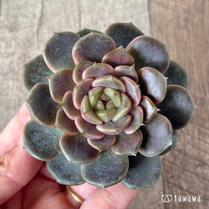 クレープ①（チャンヒー農園苗）