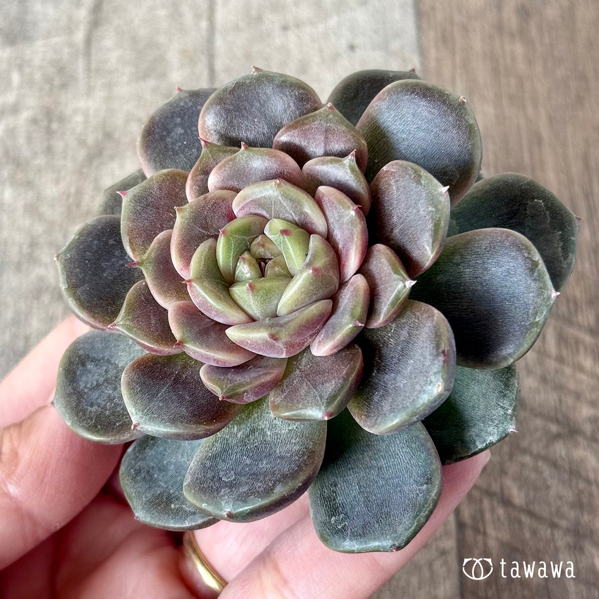 クレープ①（チャンヒー農園苗）