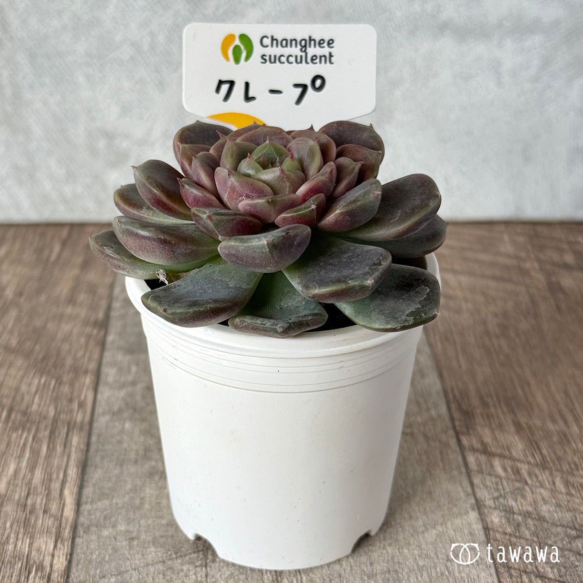 クレープ①（チャンヒー農園苗）