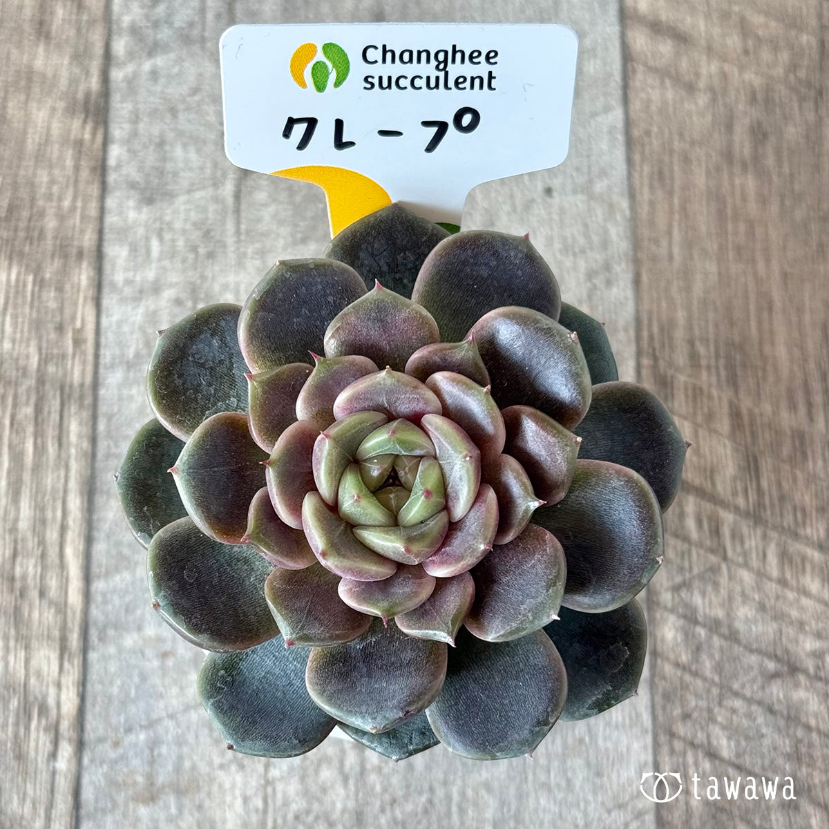 クレープ①（チャンヒー農園苗）