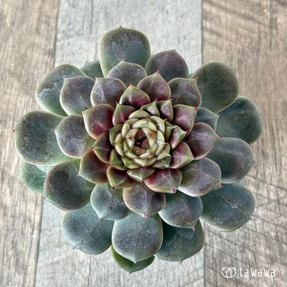 ＊新入荷＊　クレープ【大サイズ】（チャンヒー農園苗）