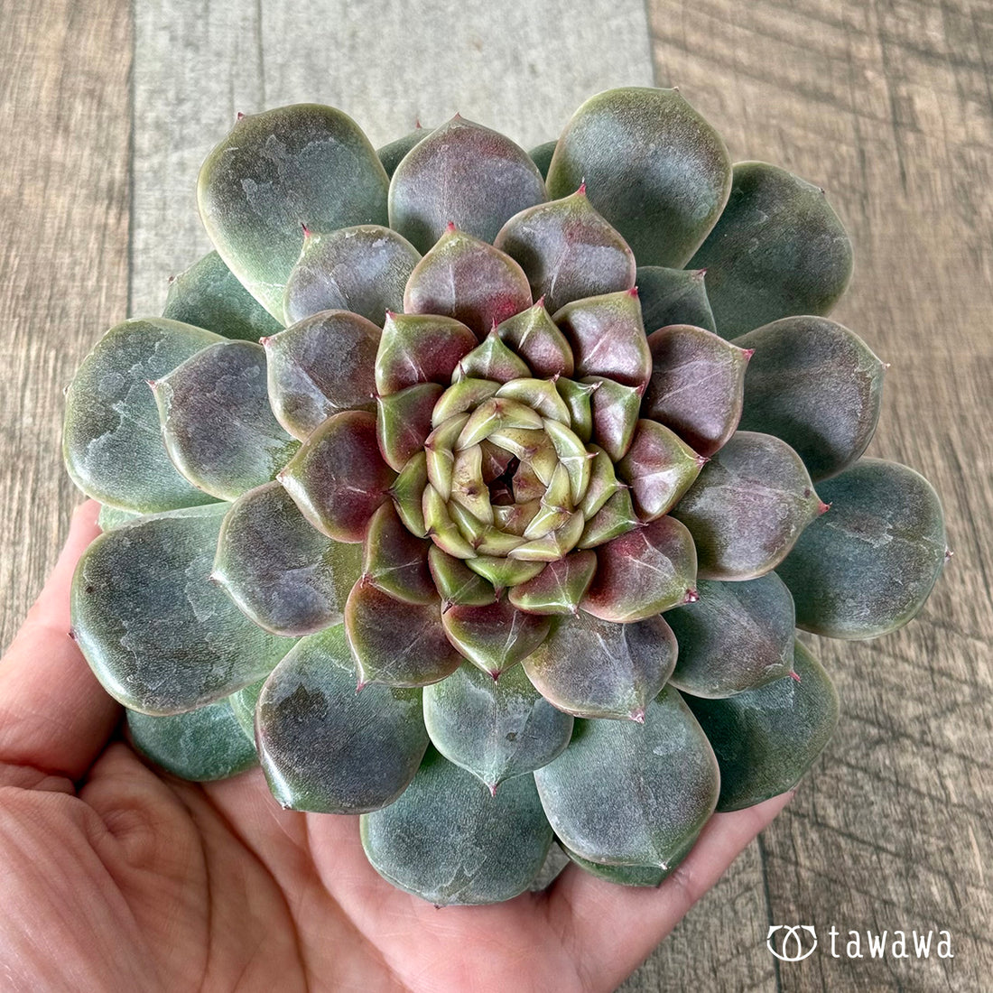 New Arrivals: Ice Green