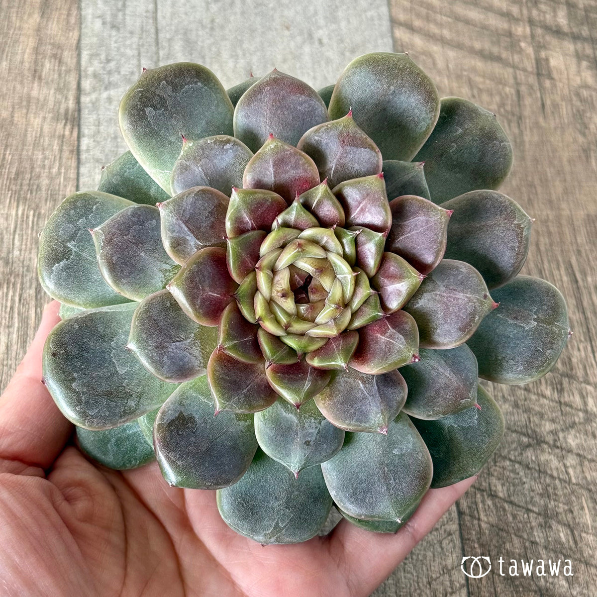 ＊新入荷＊　クレープ【大サイズ】（チャンヒー農園苗）