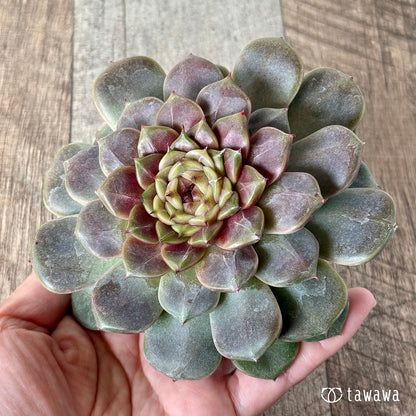 ＊新入荷＊　クレープ【大サイズ】（チャンヒー農園苗）