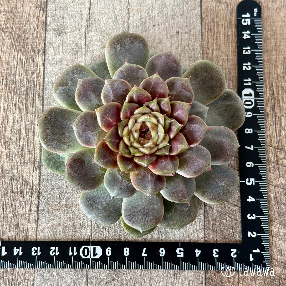 ＊新入荷＊　クレープ【大サイズ】（チャンヒー農園苗）