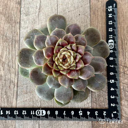 ＊新入荷＊　クレープ【大サイズ】（チャンヒー農園苗）