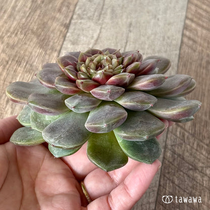 ＊新入荷＊　クレープ【大サイズ】（チャンヒー農園苗）