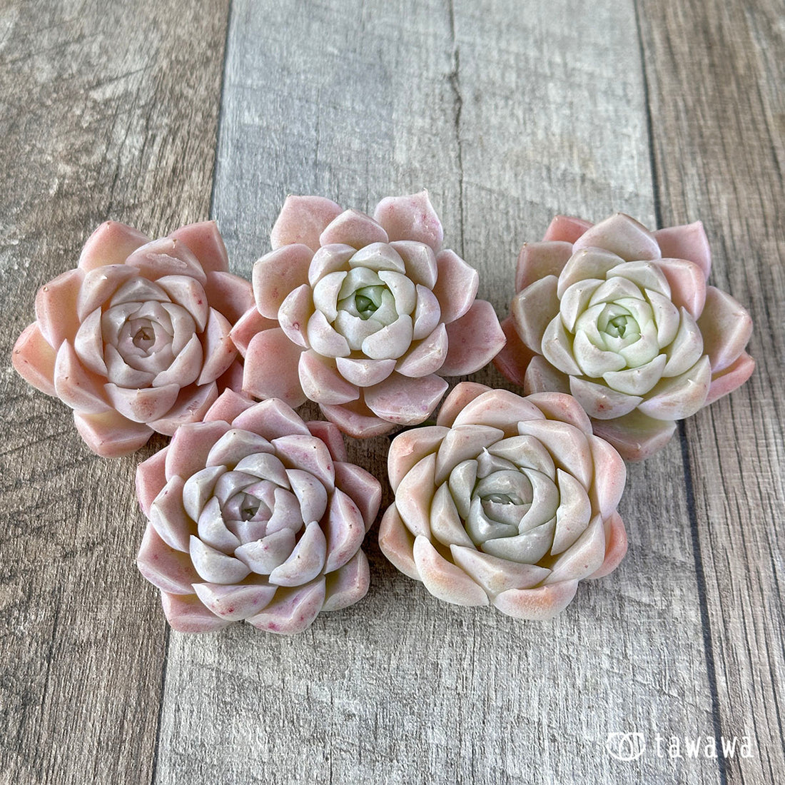 New Arrivals: Ice Green