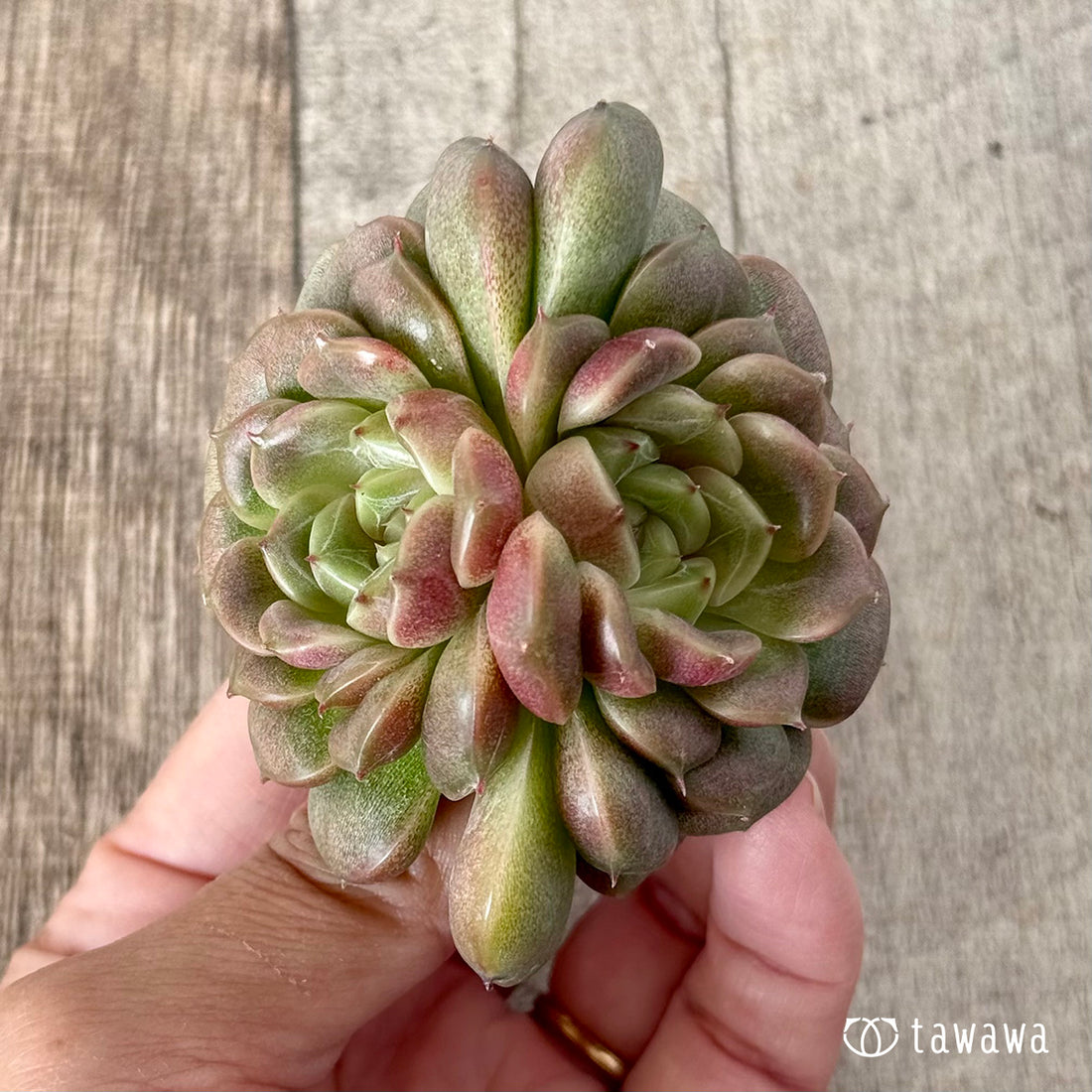 New Arrivals: Ice Green