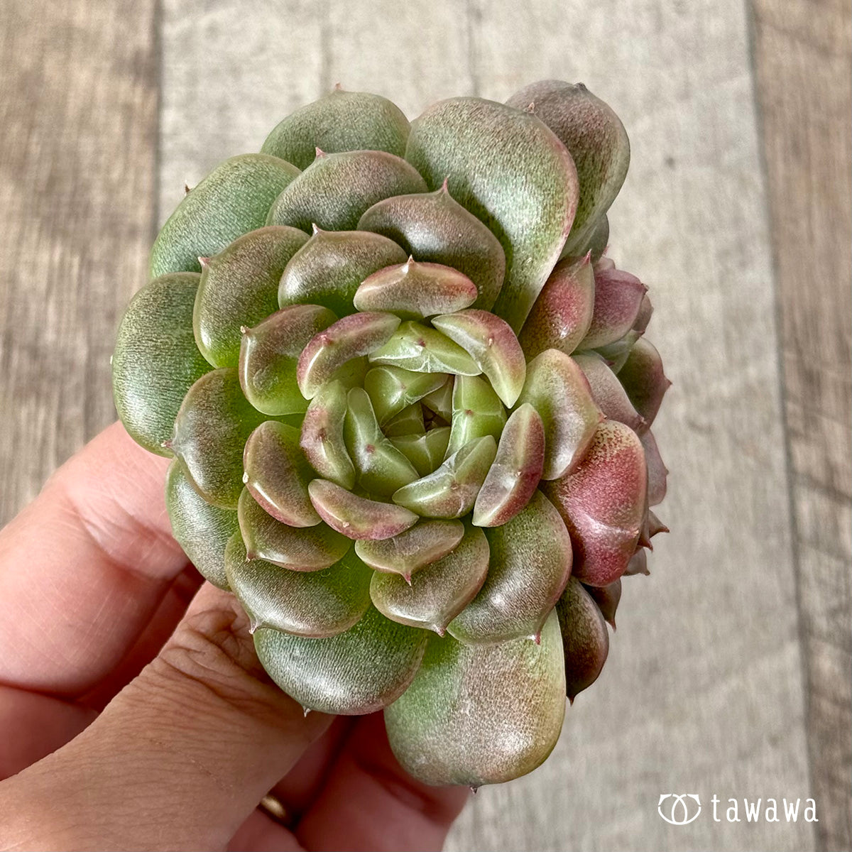 ＊新入荷＊　クレープ【双頭】（チャンヒー農園苗）