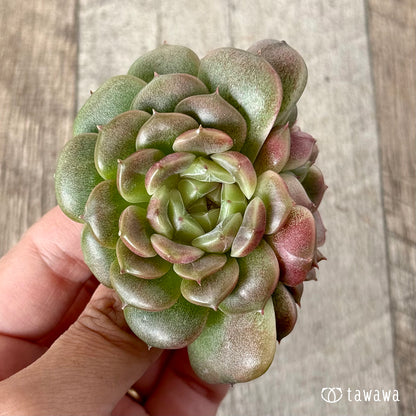 ＊新入荷＊　クレープ【双頭】（チャンヒー農園苗）