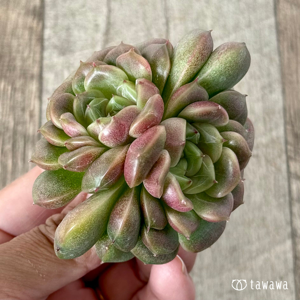 ＊新入荷＊　クレープ【双頭】（チャンヒー農園苗）