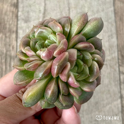 ＊新入荷＊　クレープ【双頭】（チャンヒー農園苗）