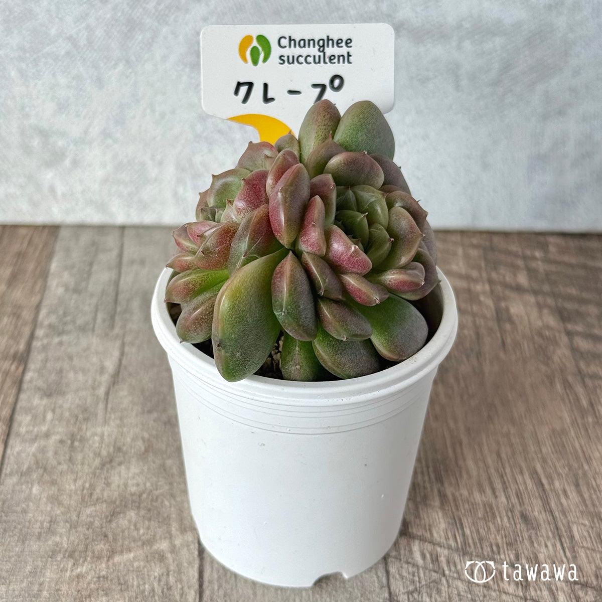 ＊新入荷＊　クレープ【双頭】（チャンヒー農園苗）