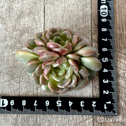 ＊新入荷＊　クレープ【双頭】（チャンヒー農園苗）