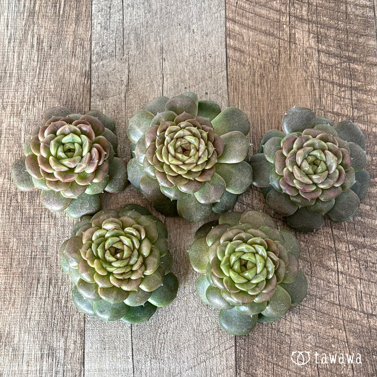 New Arrivals: Ice Green